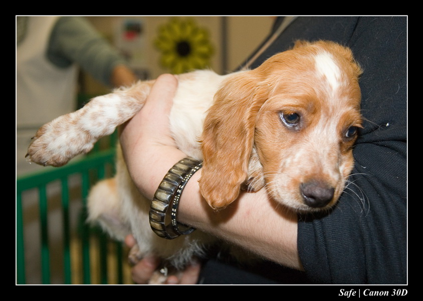 Sep 06 - Salon des animaux de compagnies - 43